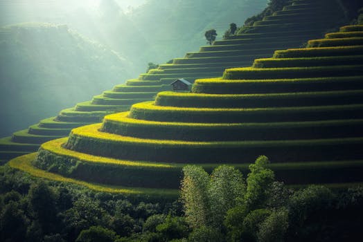 Lush green terraced rice fields with a rustic hut under soft sunlight.